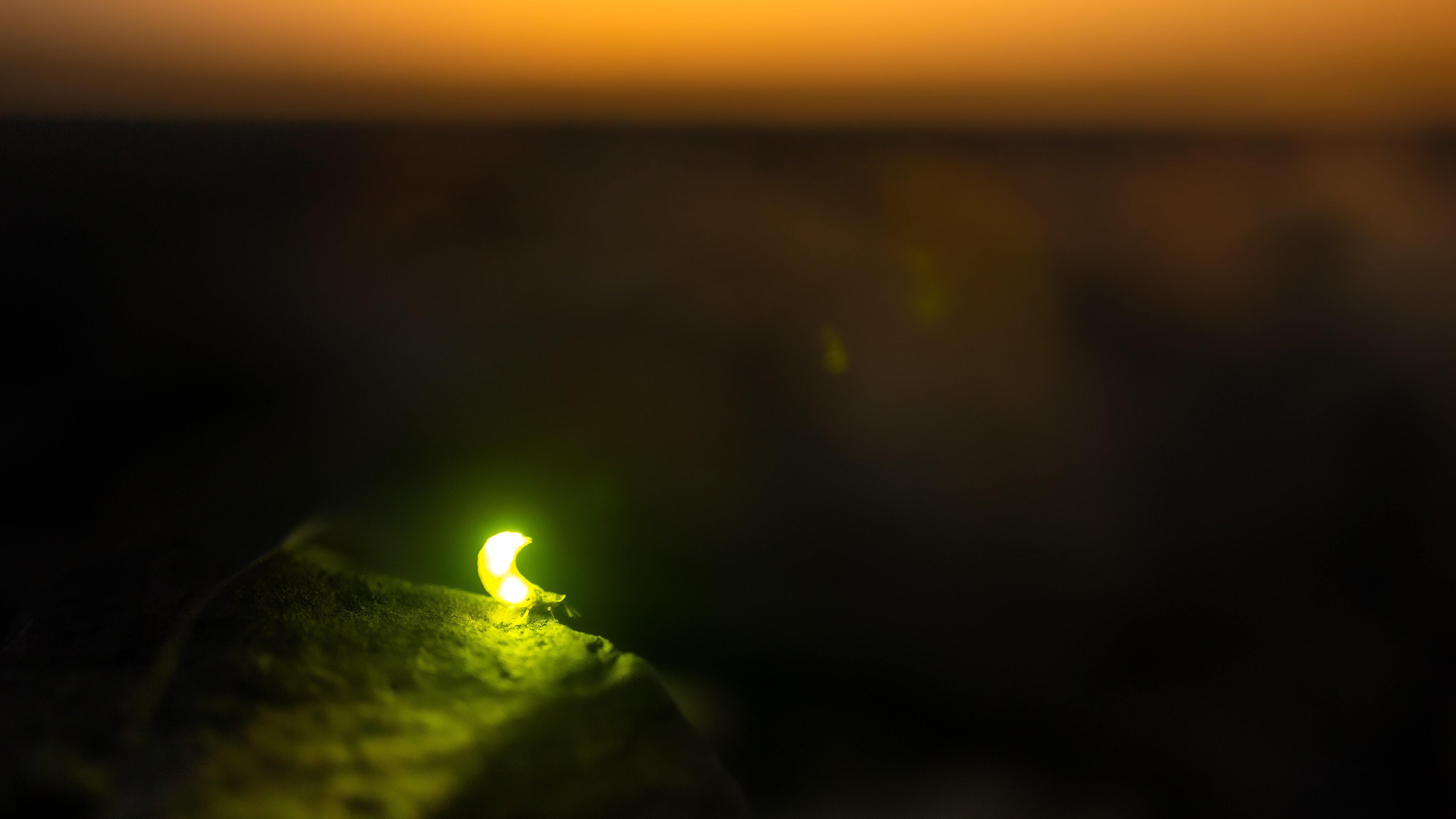 Leuchtendes Glühwürmchen sitzt in der Dämmerung auf einem Stein