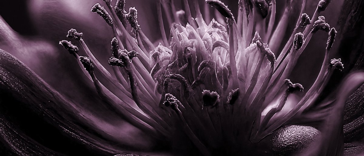 Nahaufnahme einer Blumenmitte mit detaillierten Staubgefäßen und Blütenblättern in einem dramatischen, monochromen Violettton. Die Textur und die verschlungenen Strukturen werden durch die weiche Beleuchtung hervorgehoben.