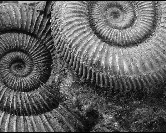 Zwei große, spiralförmige Ammonitenfossilien, die in Felsen eingebettet sind und in einer Schwarz-Weiß-Nahaufnahme detaillierte Rippen und Rillen zeigen.