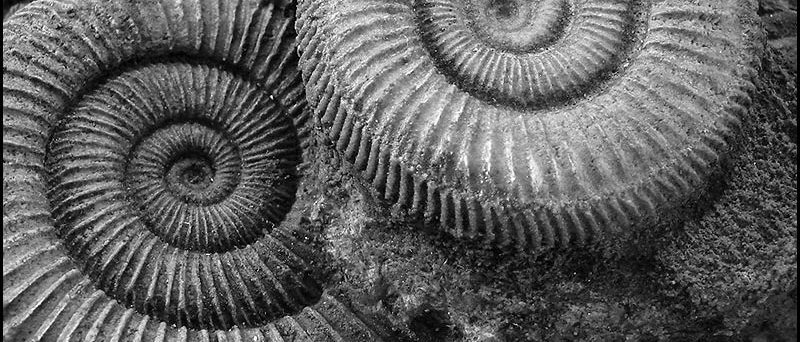 Zwei große, spiralförmige Ammonitenfossilien, die in Felsen eingebettet sind und in einer Schwarz-Weiß-Nahaufnahme detaillierte Rippen und Rillen zeigen.