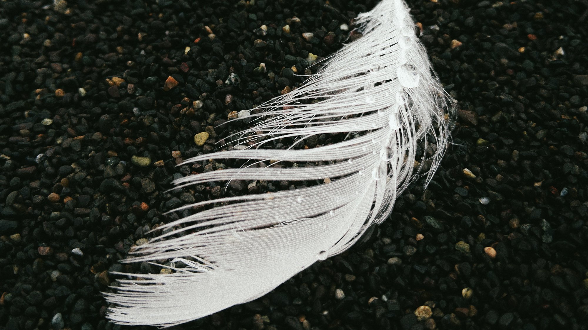 A delicate white feather with frayed edges lies on a surface covered in small, dark pebbles.