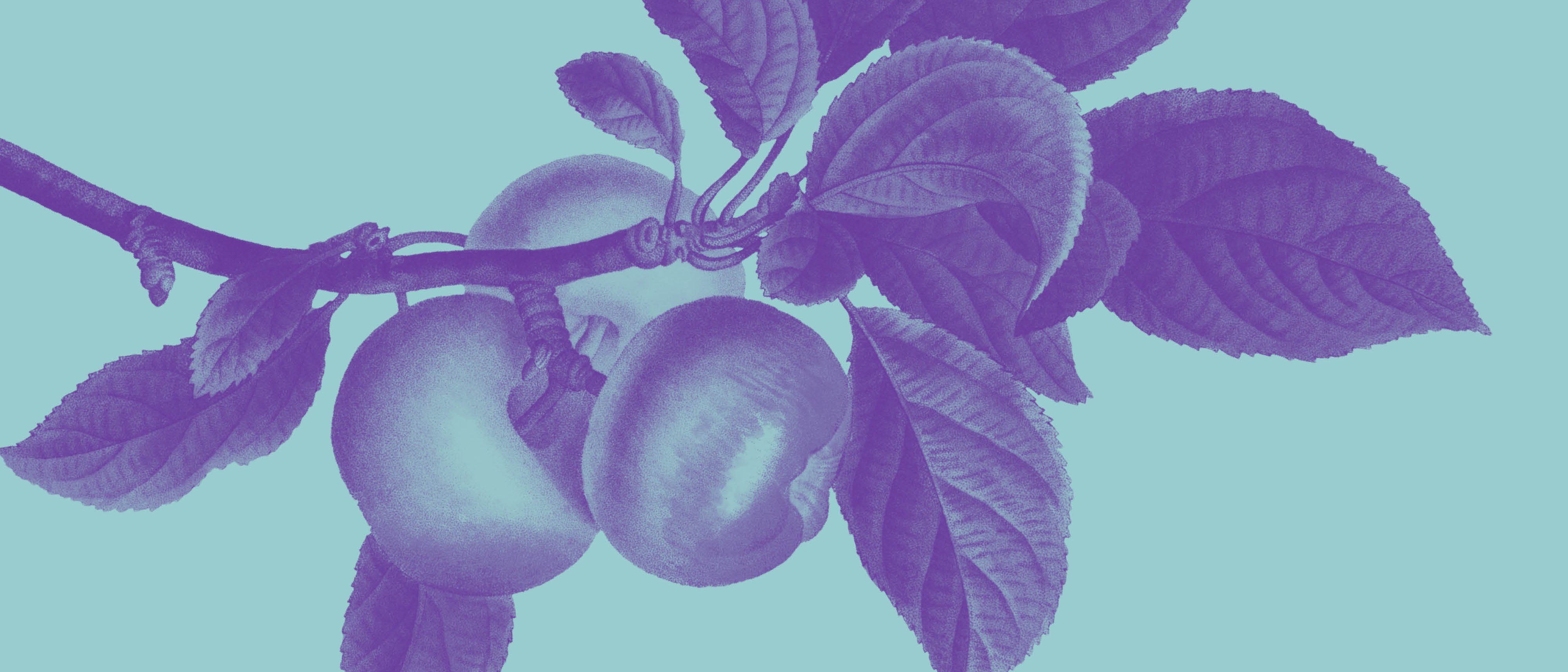 Ein Zweig mit drei Äpfeln und mehreren Blättern, illustriert in einem botanischen Vintage-Stil mit einem blauen und violetten Farbschema auf hellblauem Hintergrund.