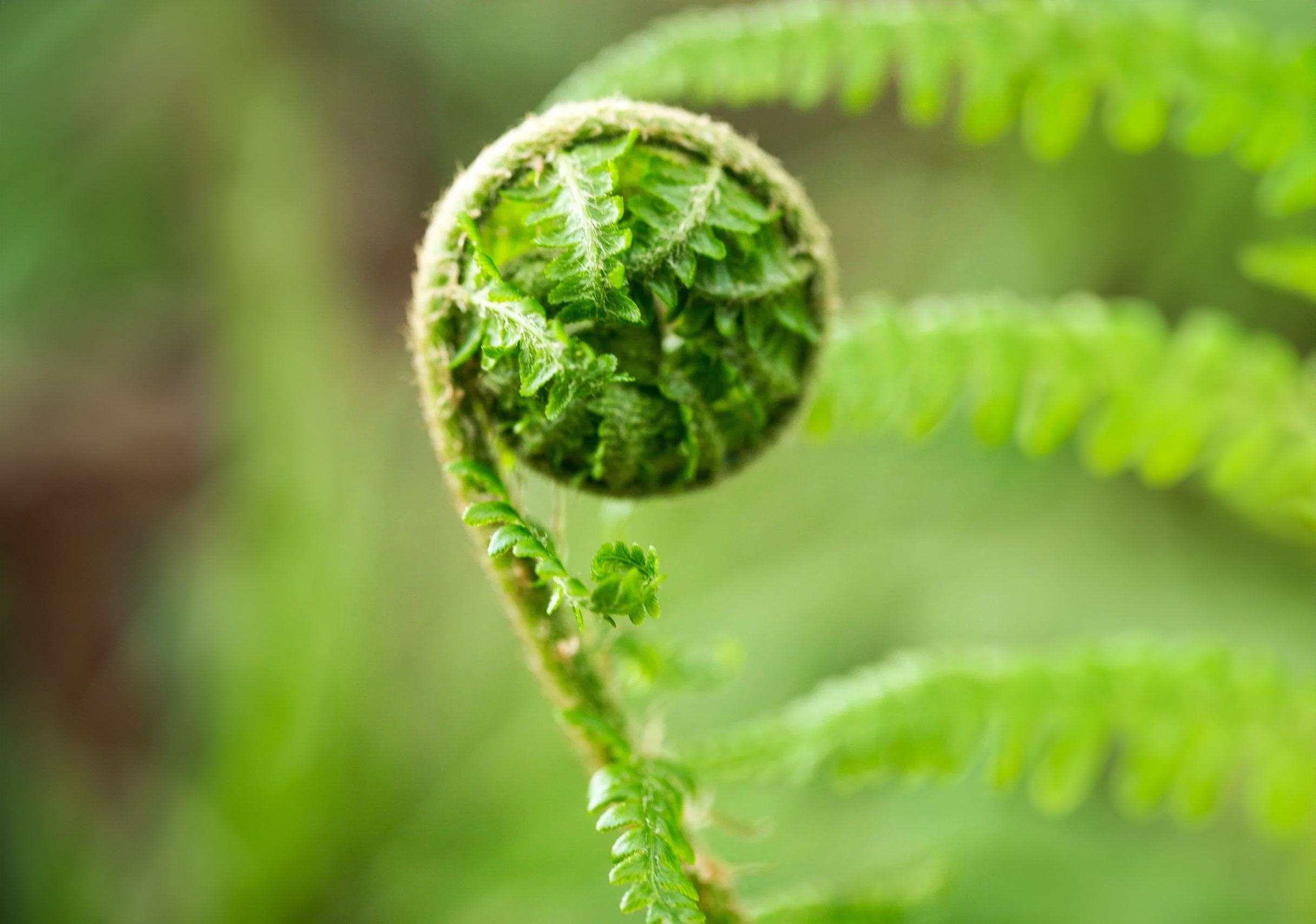 A close-up of a young green fern frond curled up, beginning to unfurl against a softly blurred green background. The spiral shape and delicate texture of the leaves are clearly visible.