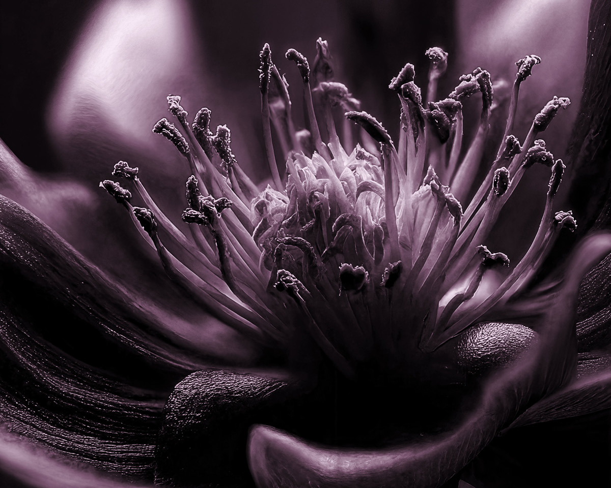 Nahaufnahme einer Blumenmitte mit detaillierten Staubgefäßen und Blütenblättern in einem dramatischen, monochromen Violettton. Die Textur und die verschlungenen Strukturen werden durch die weiche Beleuchtung hervorgehoben.
